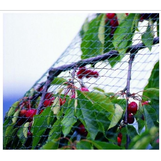 bird-net